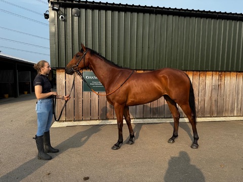 Thoughtsarethings prior to his 2nd at Uttoxeter, his UK debut